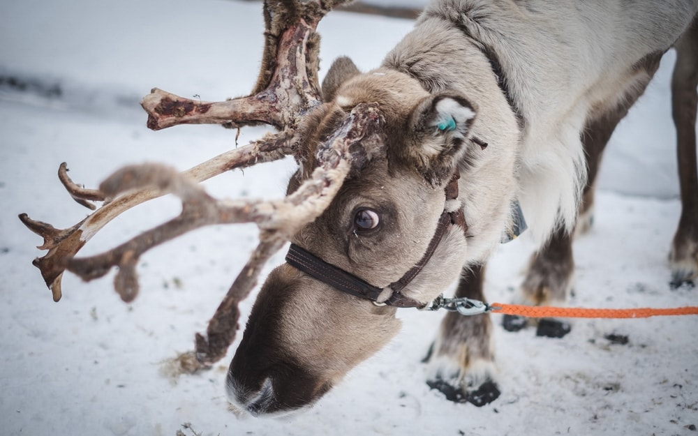 Levi Holidays reindeer in lapland